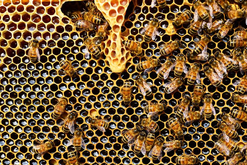 Ataque de abejas  en Guayaquil