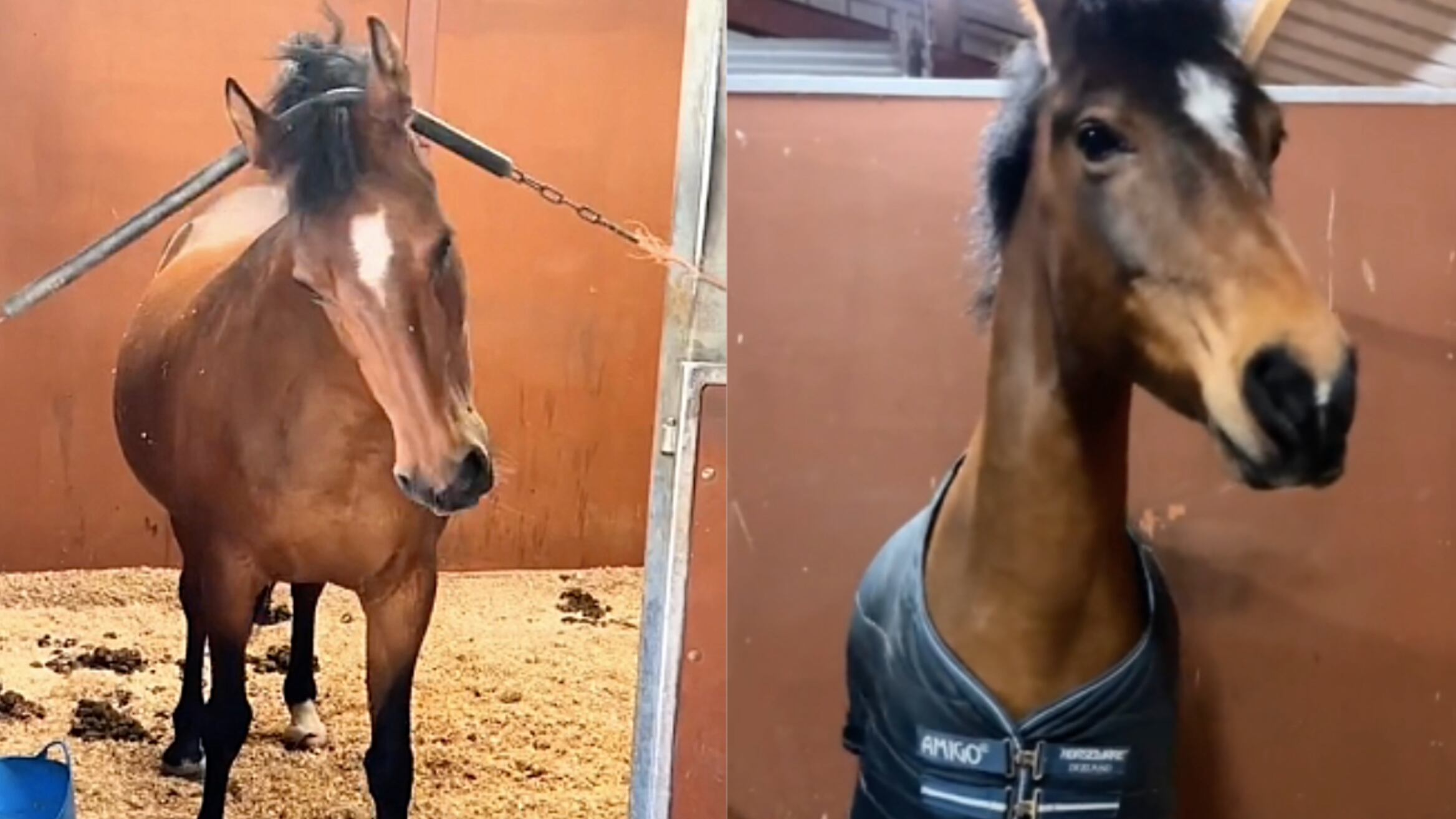 Un caballo muy talentoso