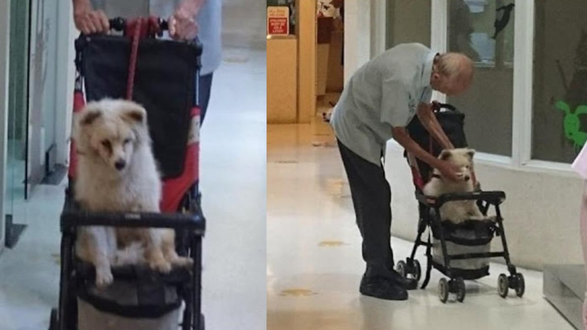 Abuelito transporta en carriola a su perrito en visita al veterinario.