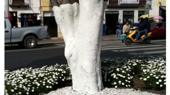 arbol pintado de blanco