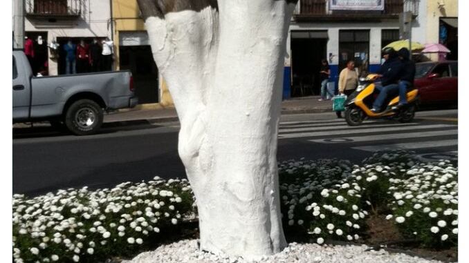 arbol pintado de blanco