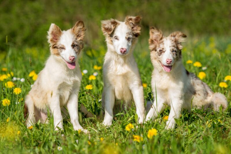 Proteger a las mascotas de las altas temperaturas.