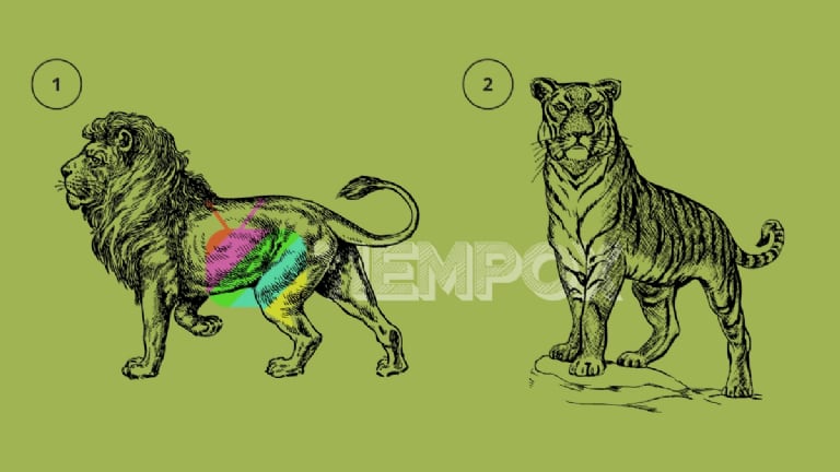 Elige un animal y descubre si eres testarudo.