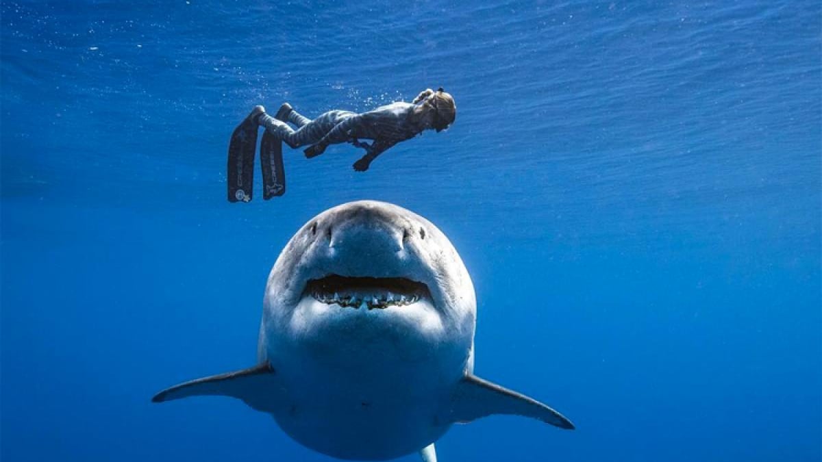 Esta surfista aboga por la protección de los tiburones