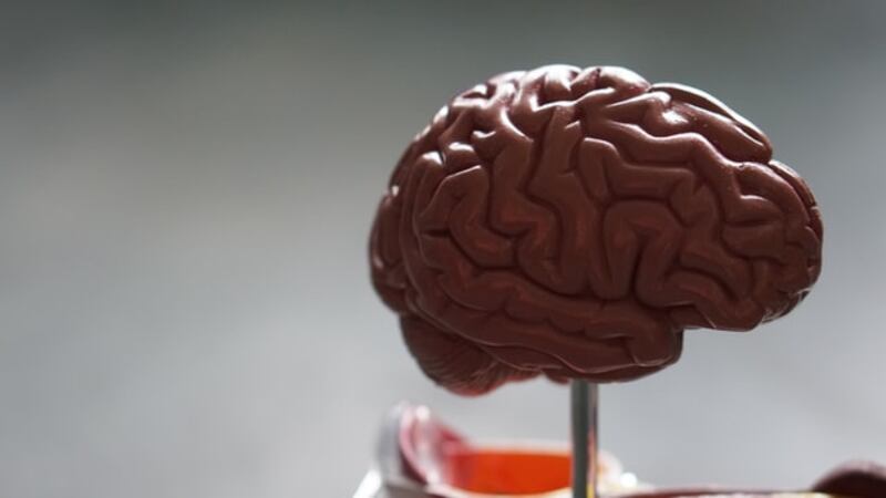 cerebro