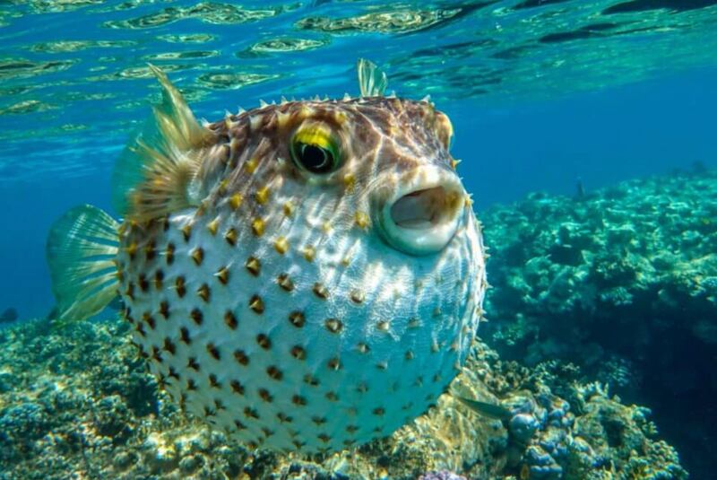 Uno de los peces más letales