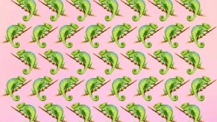 Encuentra el camaleón diferente.