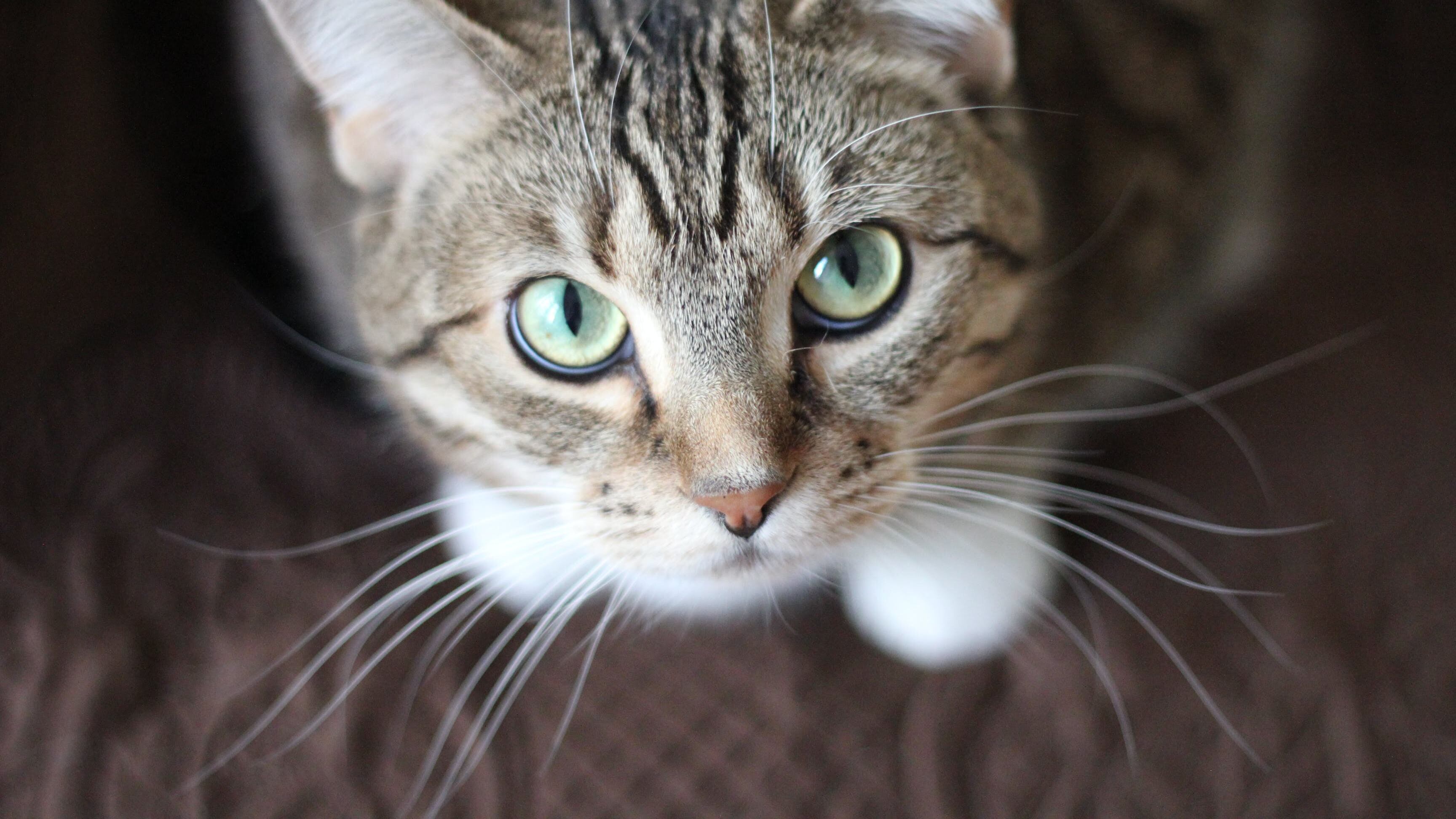 Denuncian maltrato animal por gatito que le colocaron pirotecnia en su cola.