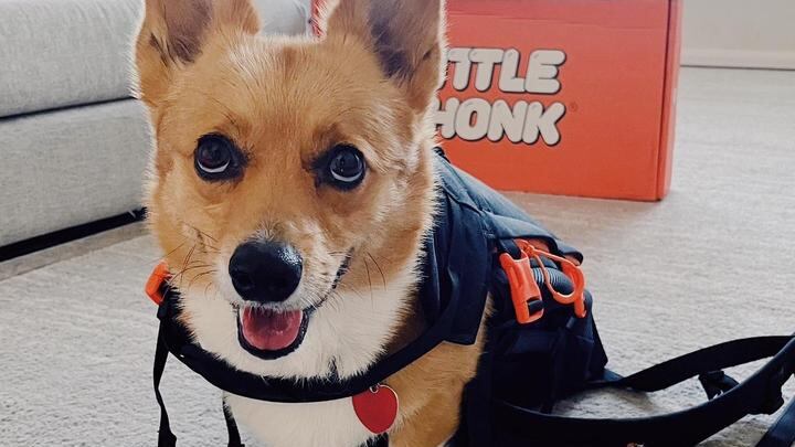 El perrito se ha hecho viral en TikTok.