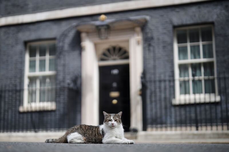Uno de los gatos más famosos del mundo