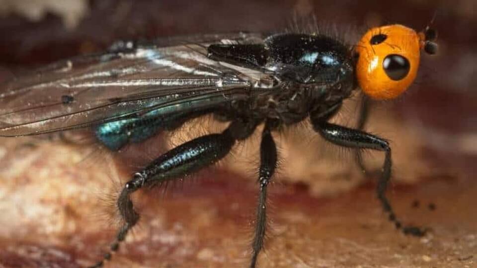 Se han encendido las alarmas sanitarias