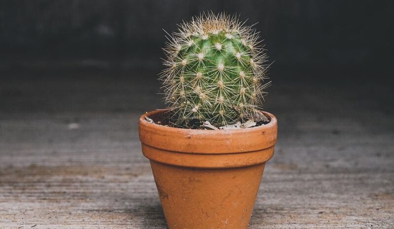 Plantas pequeñas