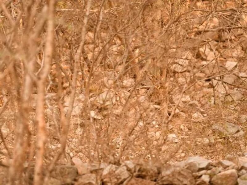 Encuentra el leopardo oculto.