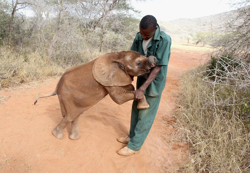 elefante datos