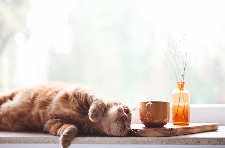 El gatito también quería su snack navideño