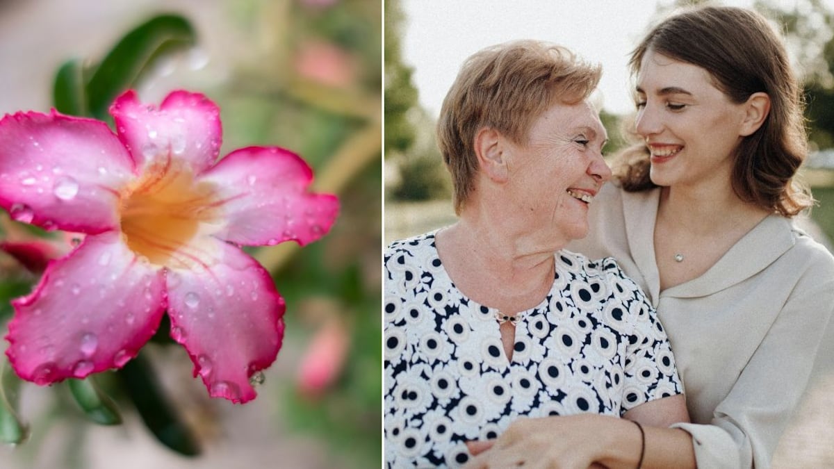 La rosa del desierto tiene muchas bondades que la hace ideal para regalar a mamá