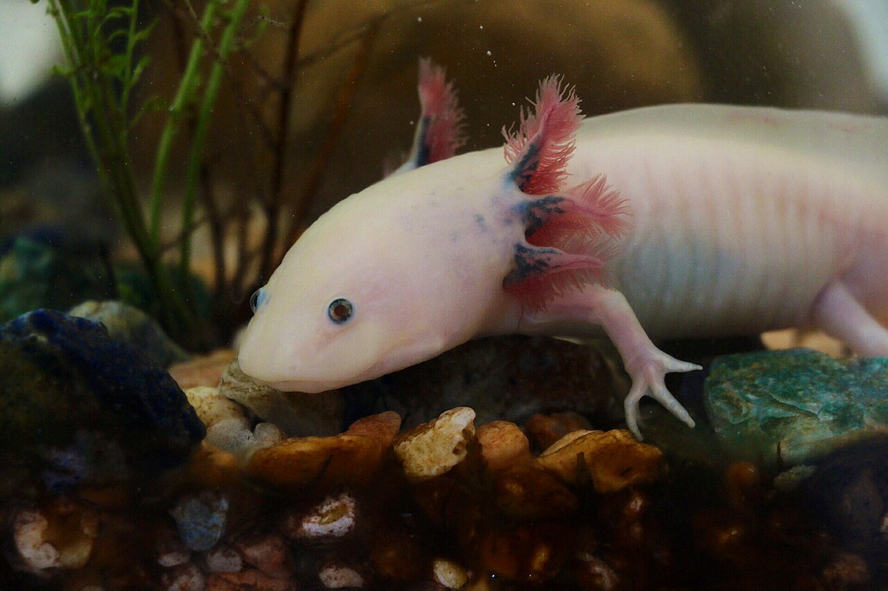 Un nuevo estudio científico abre la puerta a terapias que algún día permitirían regenerar extremidades humanas, inspirándose en la sorprendente biología de animales como el ajolote. Foto: Wikipedia.