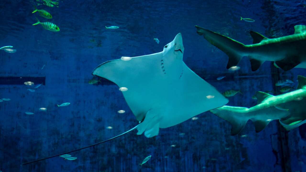 mantaraya gigante