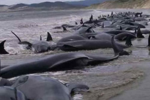 En playa de Australia murieron 29 ballenas al quedar varadas