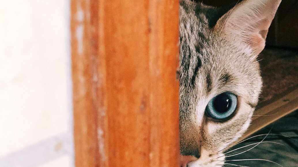 Los gatitos son muy valientes