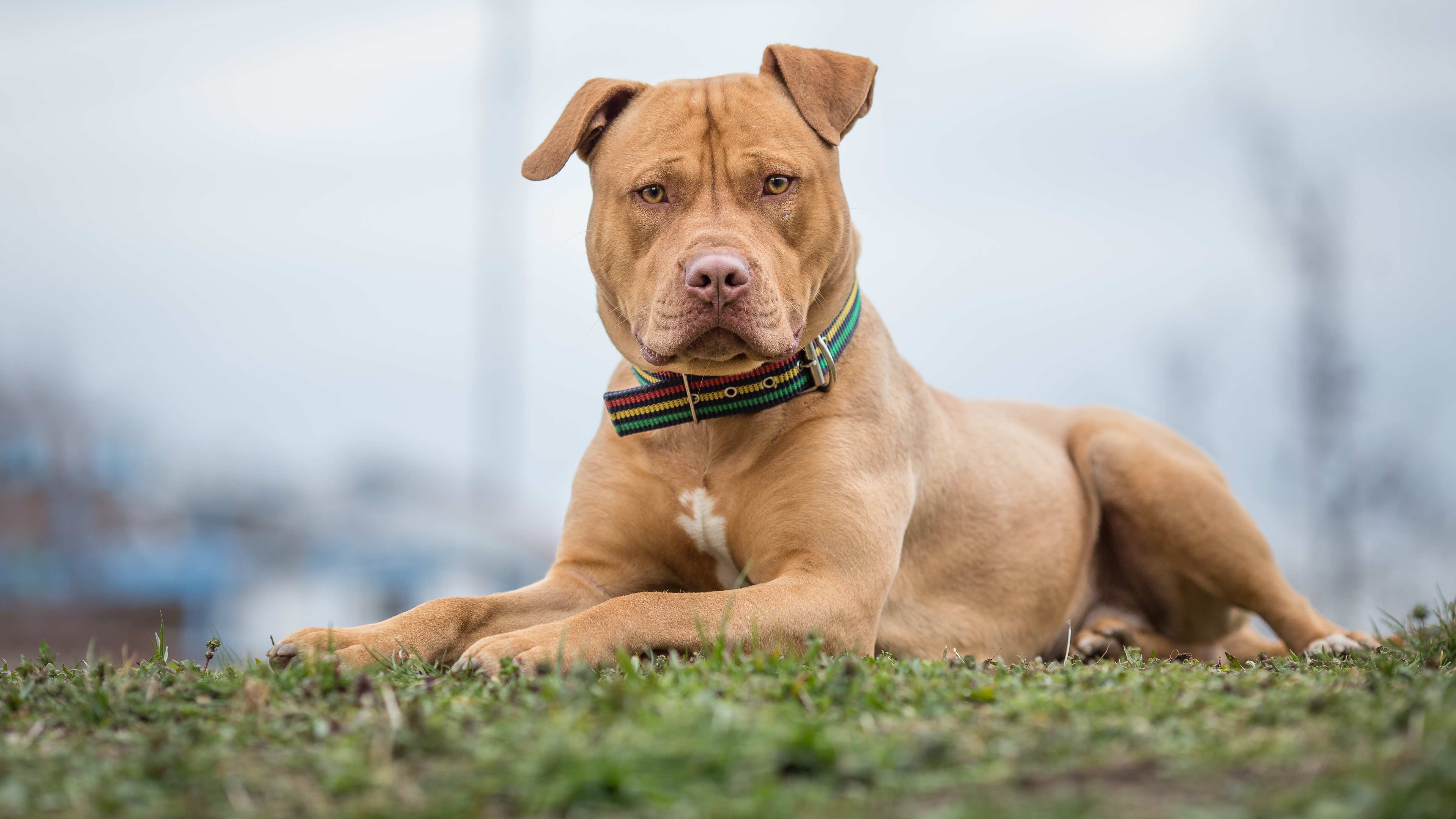 Los dos perros pitbull fueron atacados a machetazos en las calles de la colonia Antonio Villalón.