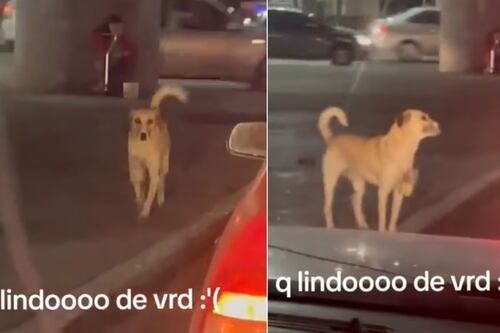 Este perrito se hace viral por “pedir” dinero en los semáforos