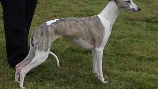 Razas de perros que viven más