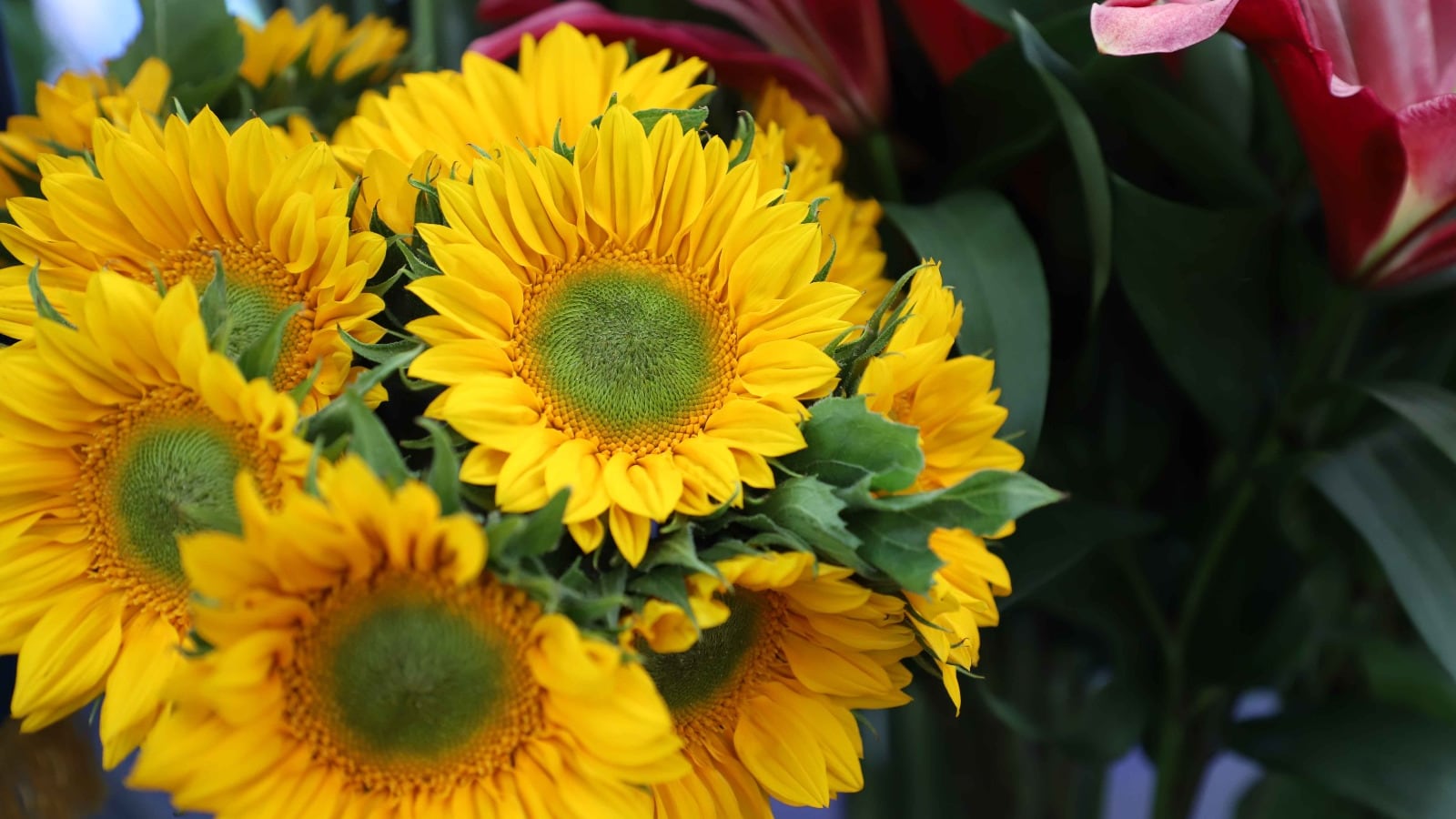 Flores guatemaltecas se venden en el extranjero. Foto: Agexport