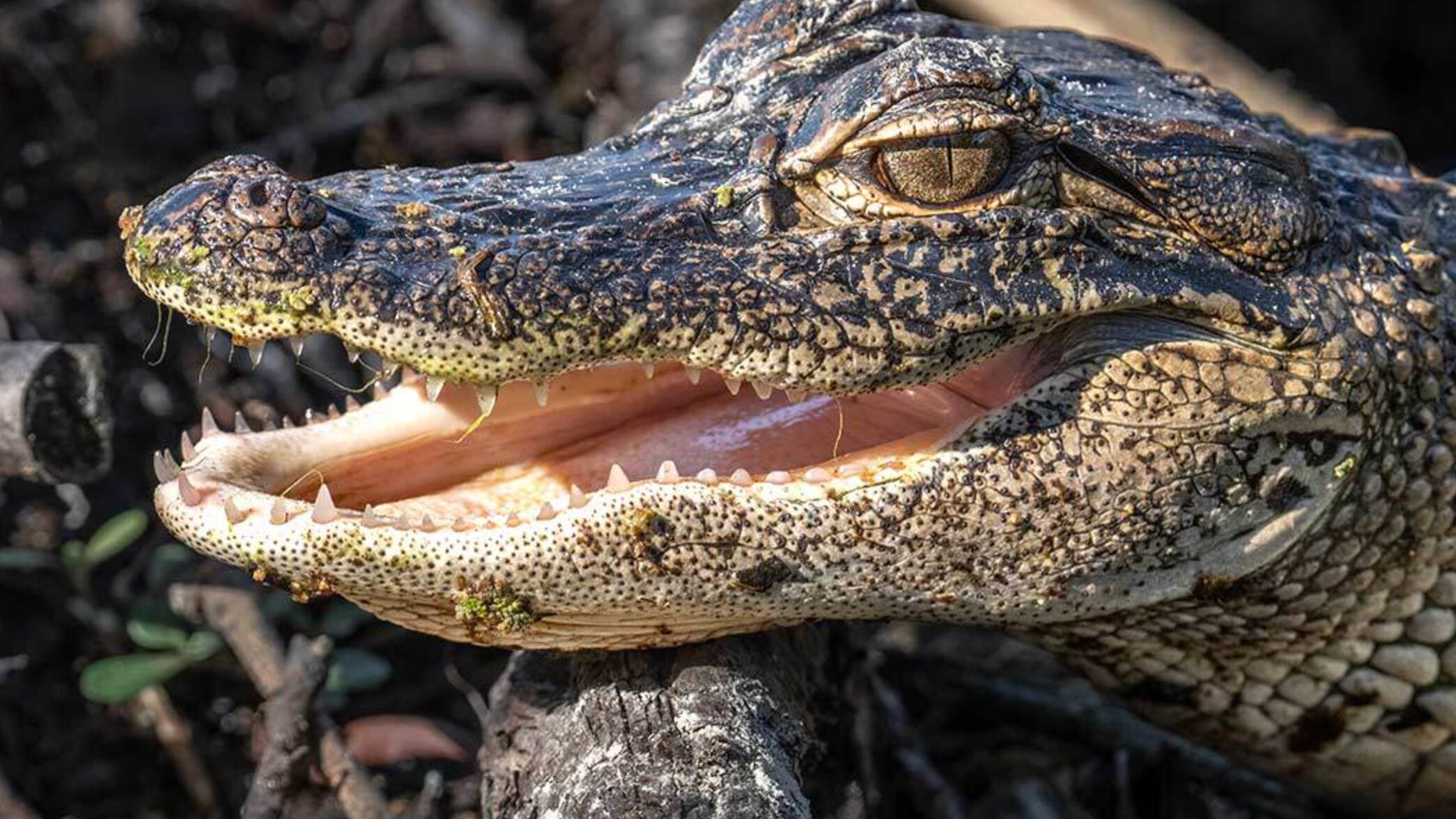 Una mascota un poco inusual