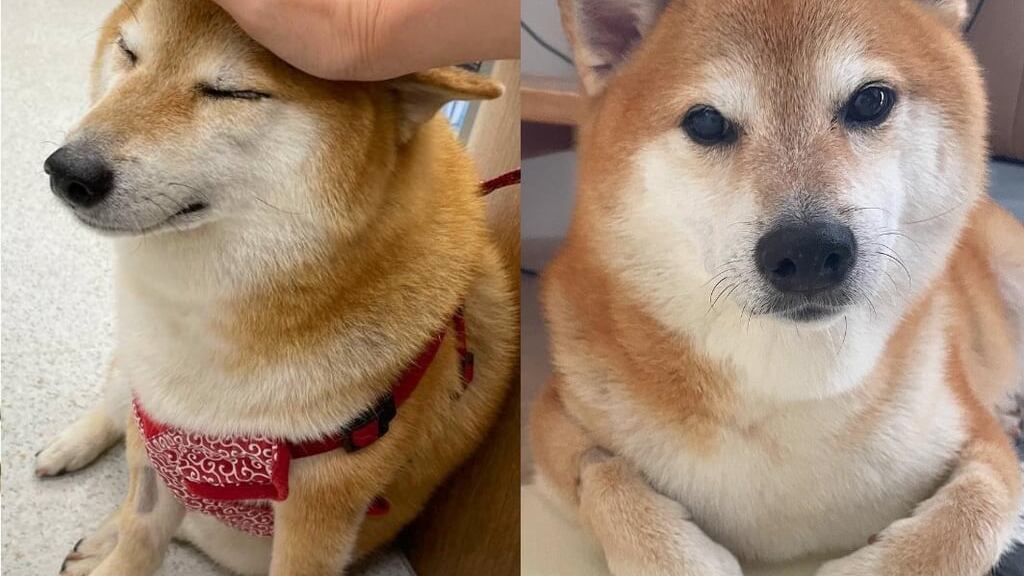 Una de las perritas más famosas de la web padece cáncer de pulmón, pero aún mantiene la felicidad que la distingue.