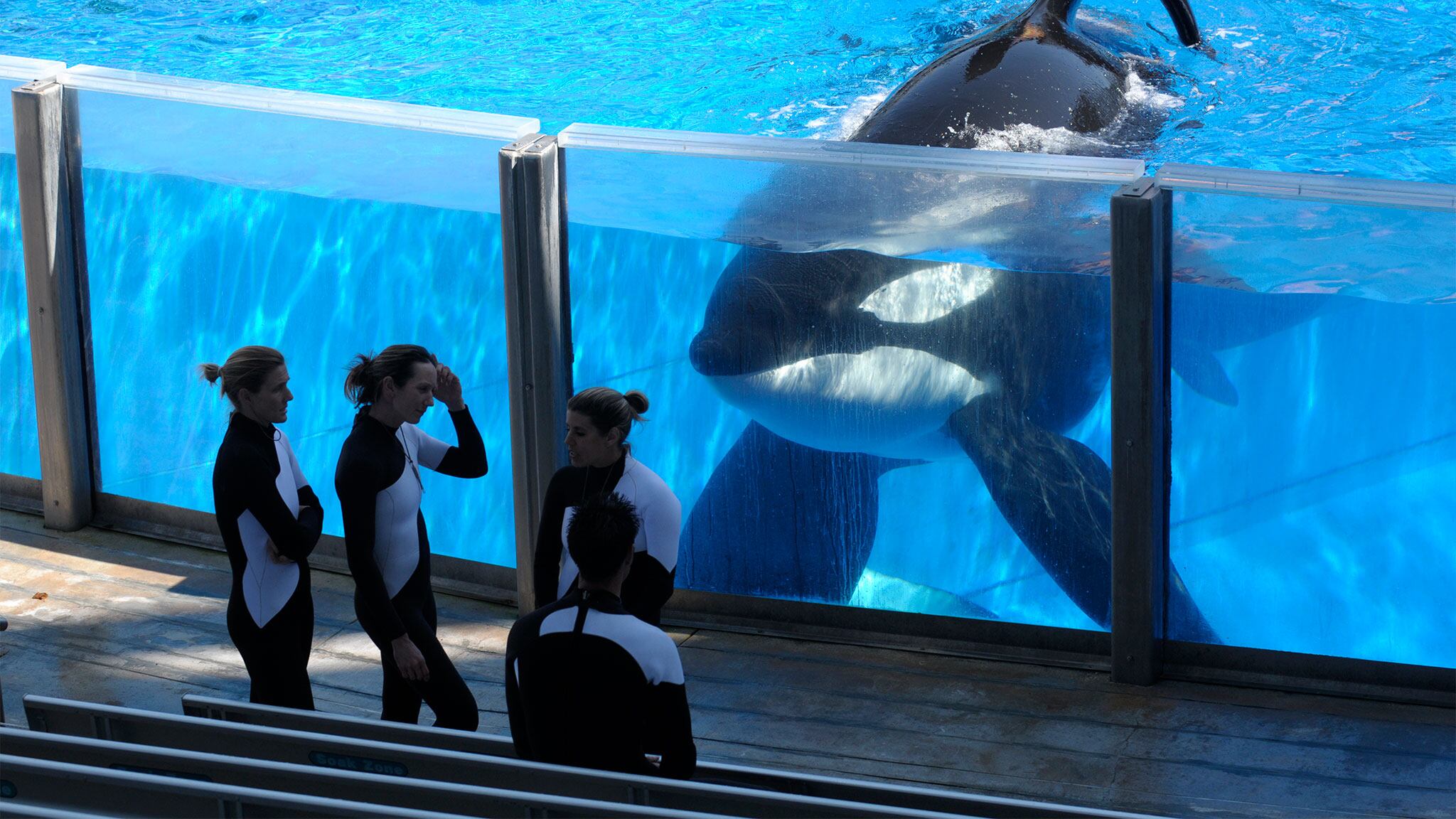 Tilikum sufrió mucho en los parques acuáticos