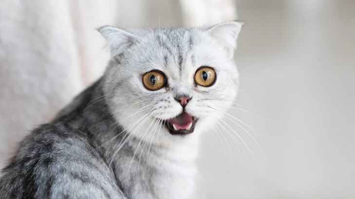 Son unas mascotas muy sensibles