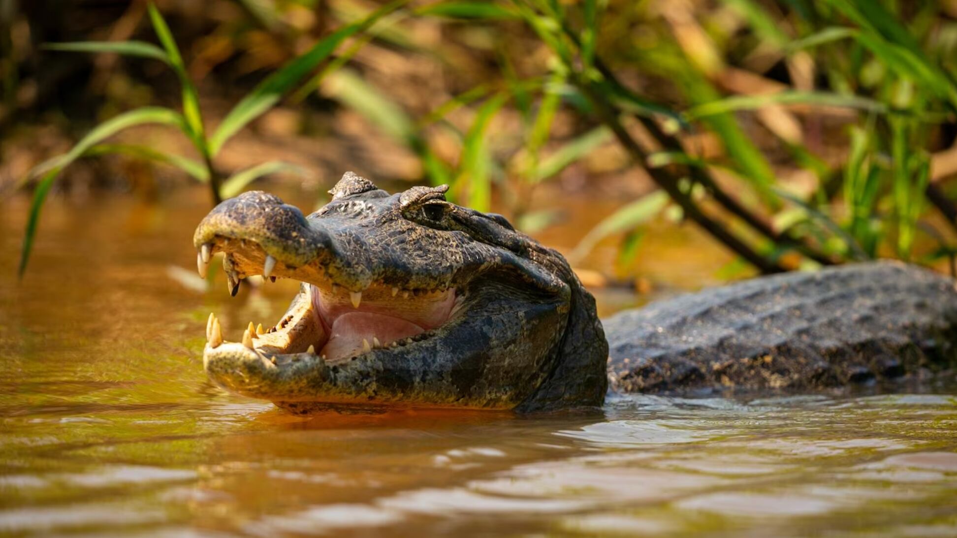 Unos reptiles de cuidado