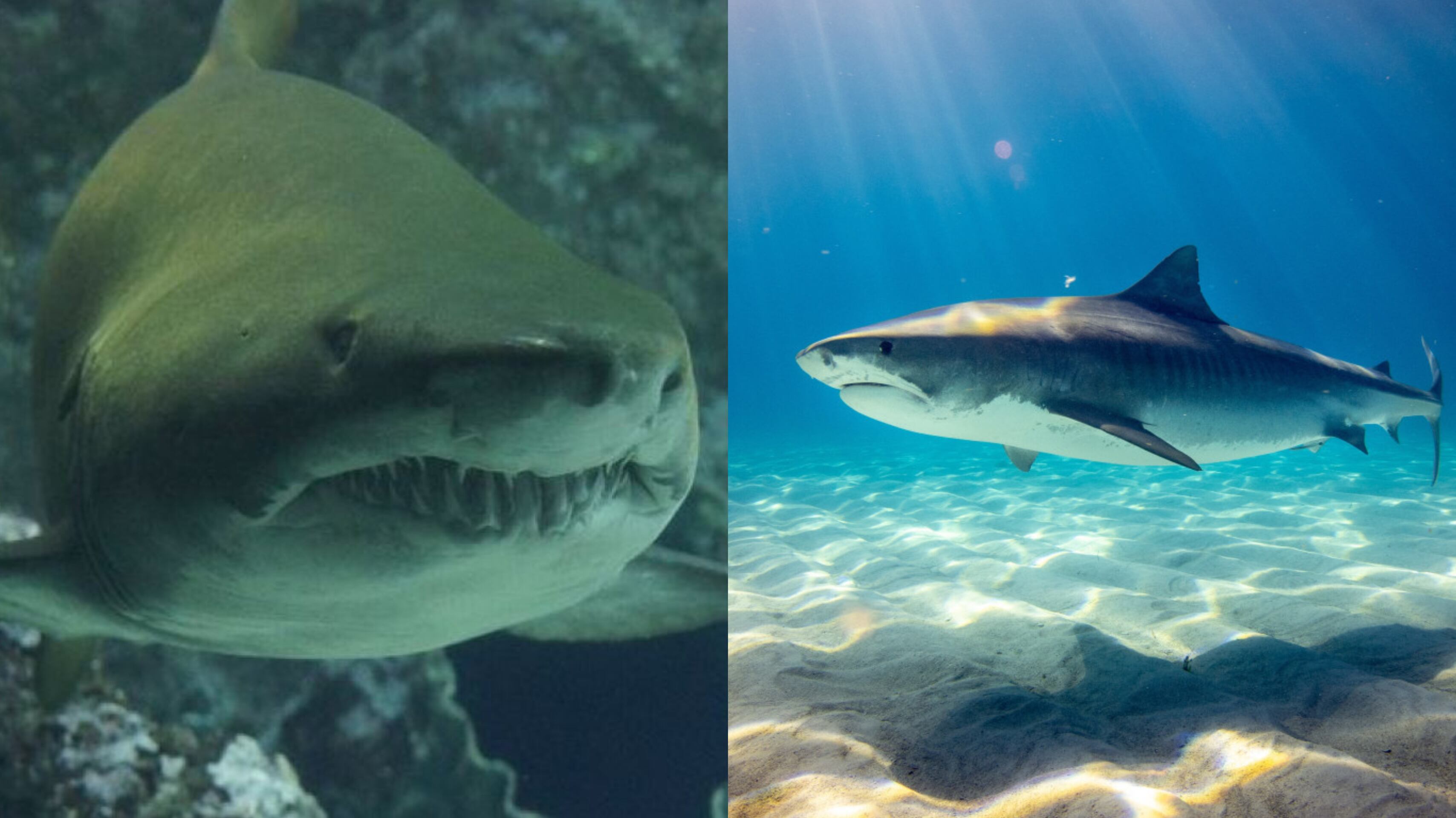 Tiburones