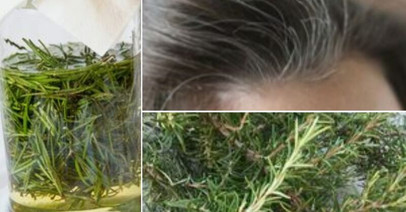 Romero y aceite de oliva para las canas: el poderoso remedio natural para oscurecer el cabello