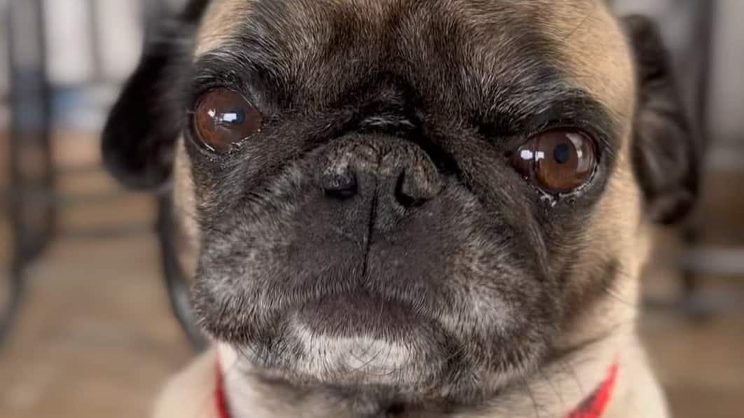 Fuente: Instagram @peparifasucasa. La mascota, de nombre "Pepa Pug", es la más reciente influencer que inició la rifa virtual para sortear una casa a quienes compren los tickets en Internet.