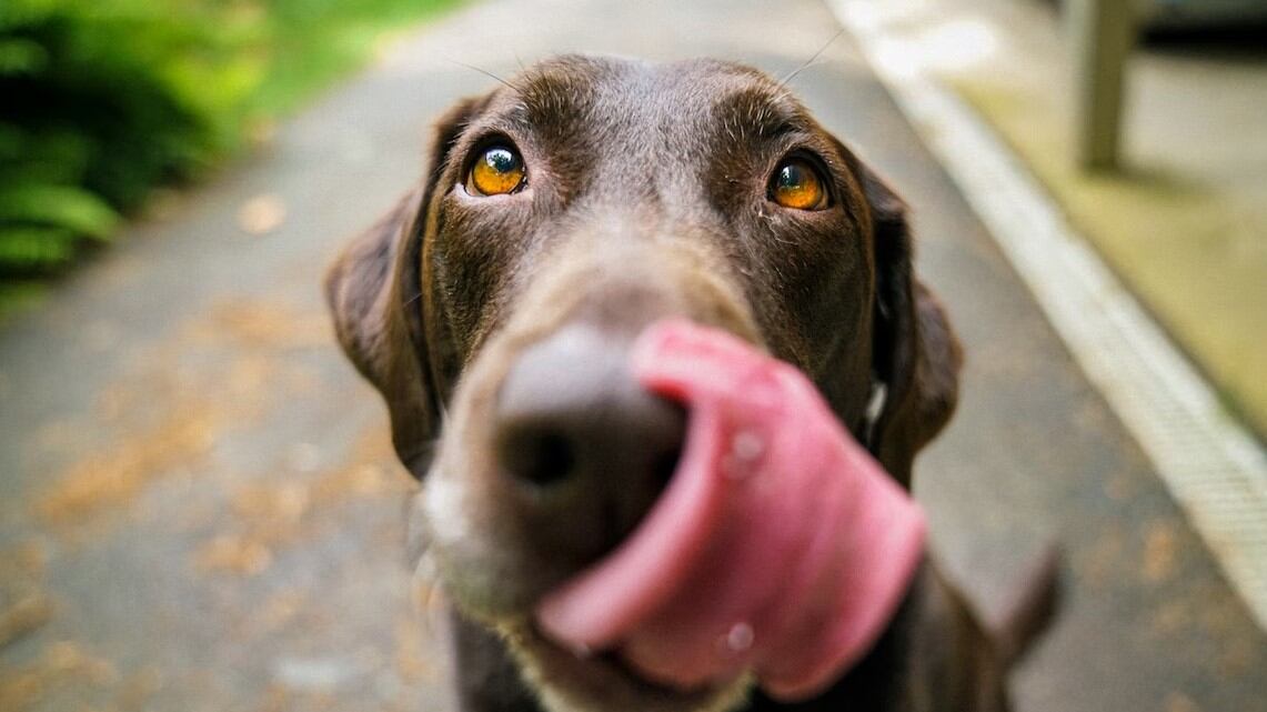 Lo mejor es que los perros se alimenten con comida especial para ellos