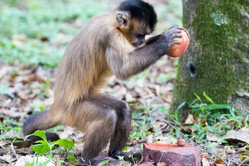 Monos modernos en Tailandia generan dudas sobre los humanos