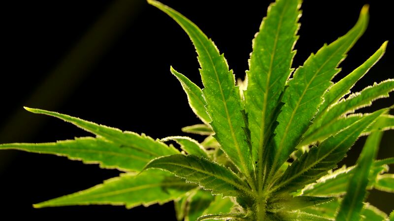 ¿Qué significa que la marihuana vaya a ser reclasificada en Estados Unidos?