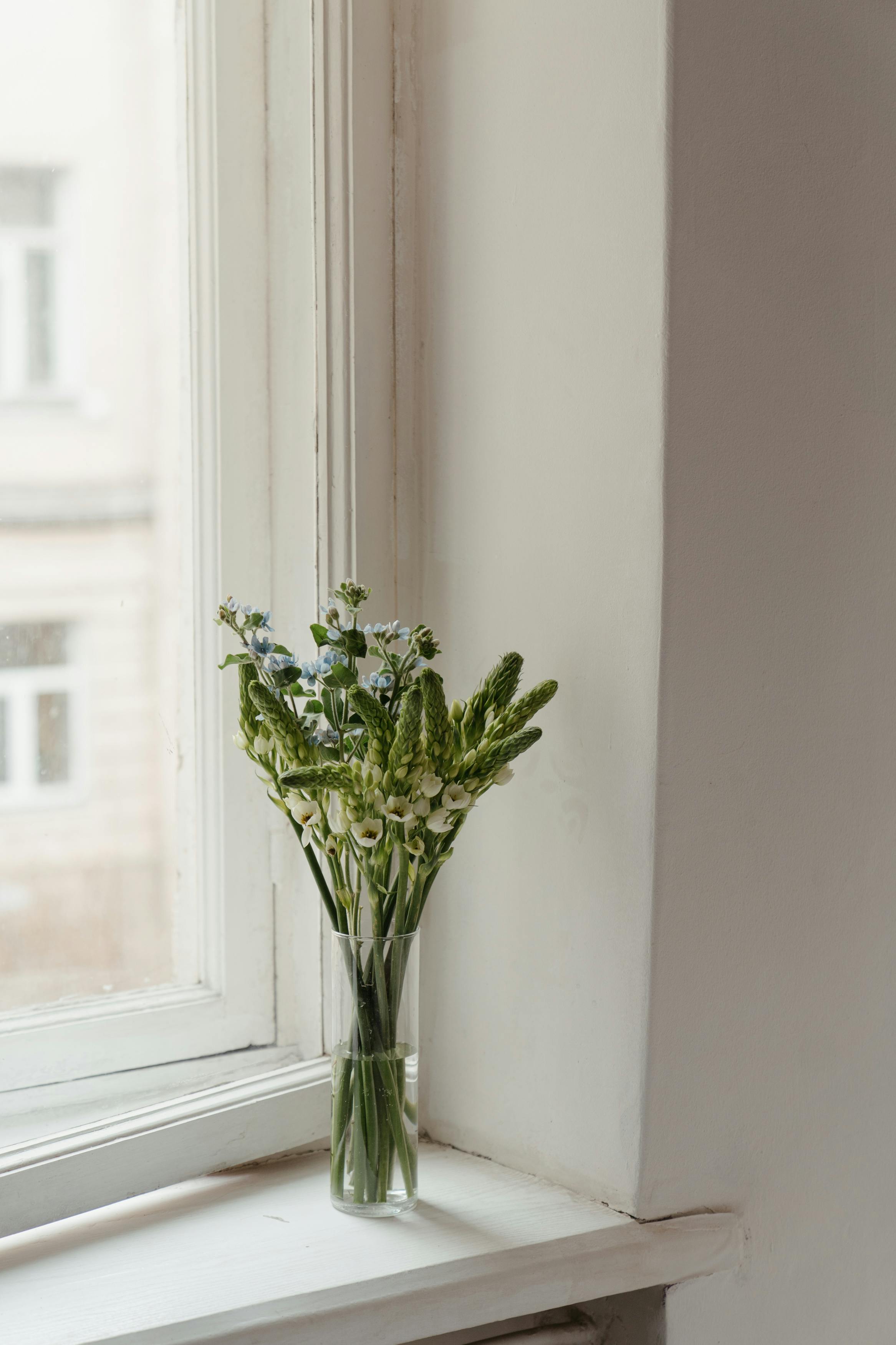 Plantas de agua