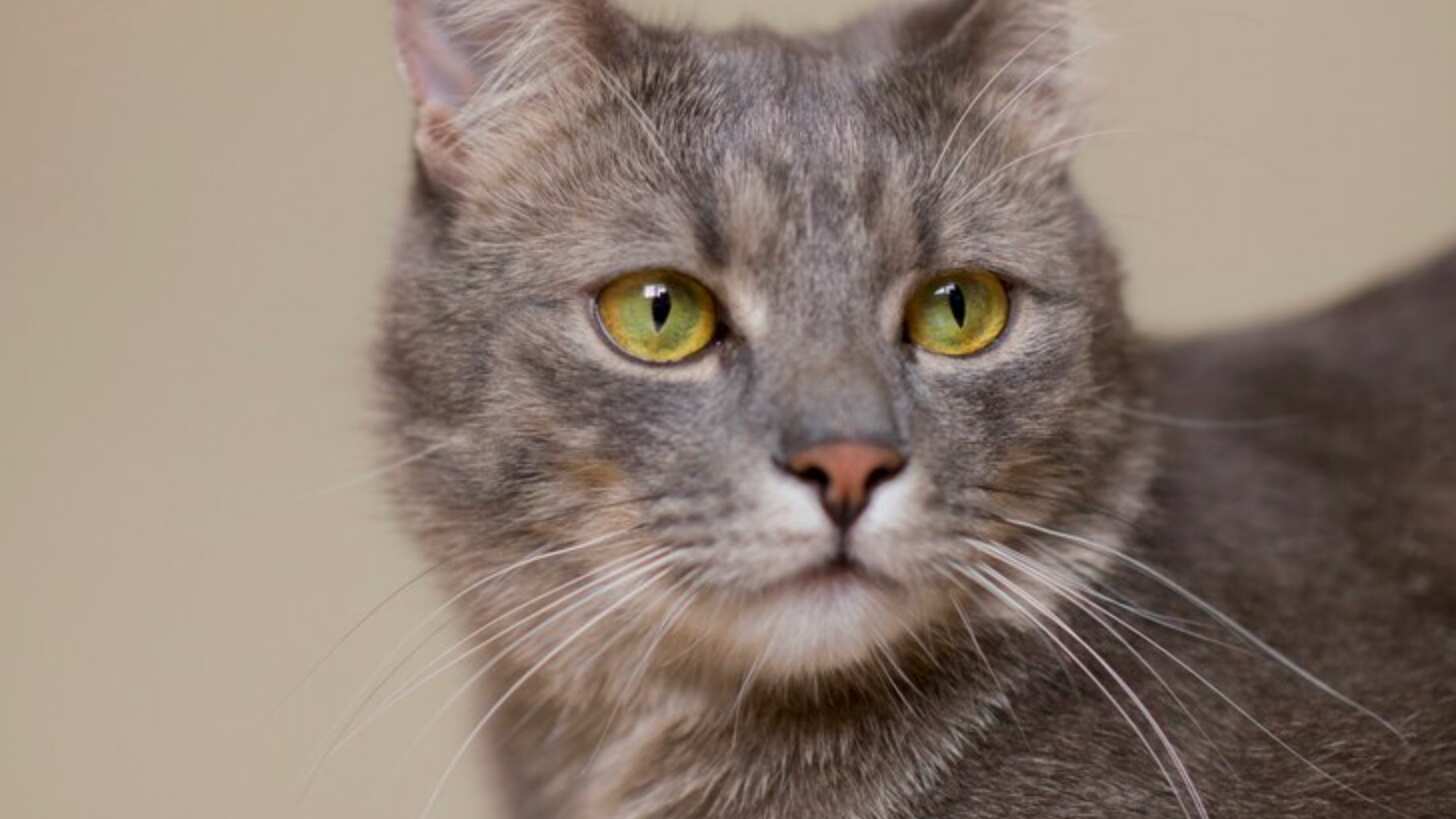 Los felinos son de las mascotas más intrigantes