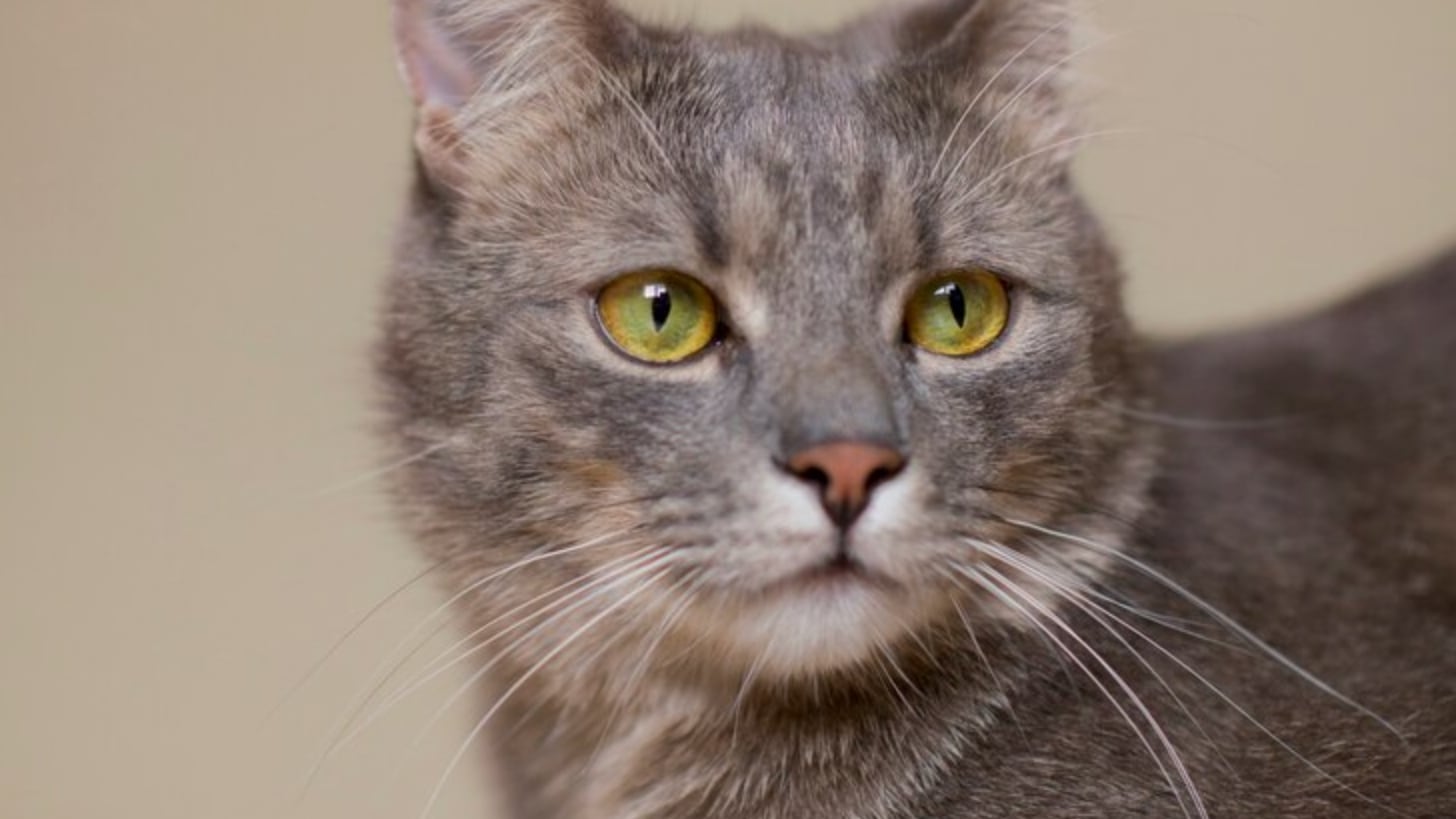 Los felinos son de las mascotas más intrigantes