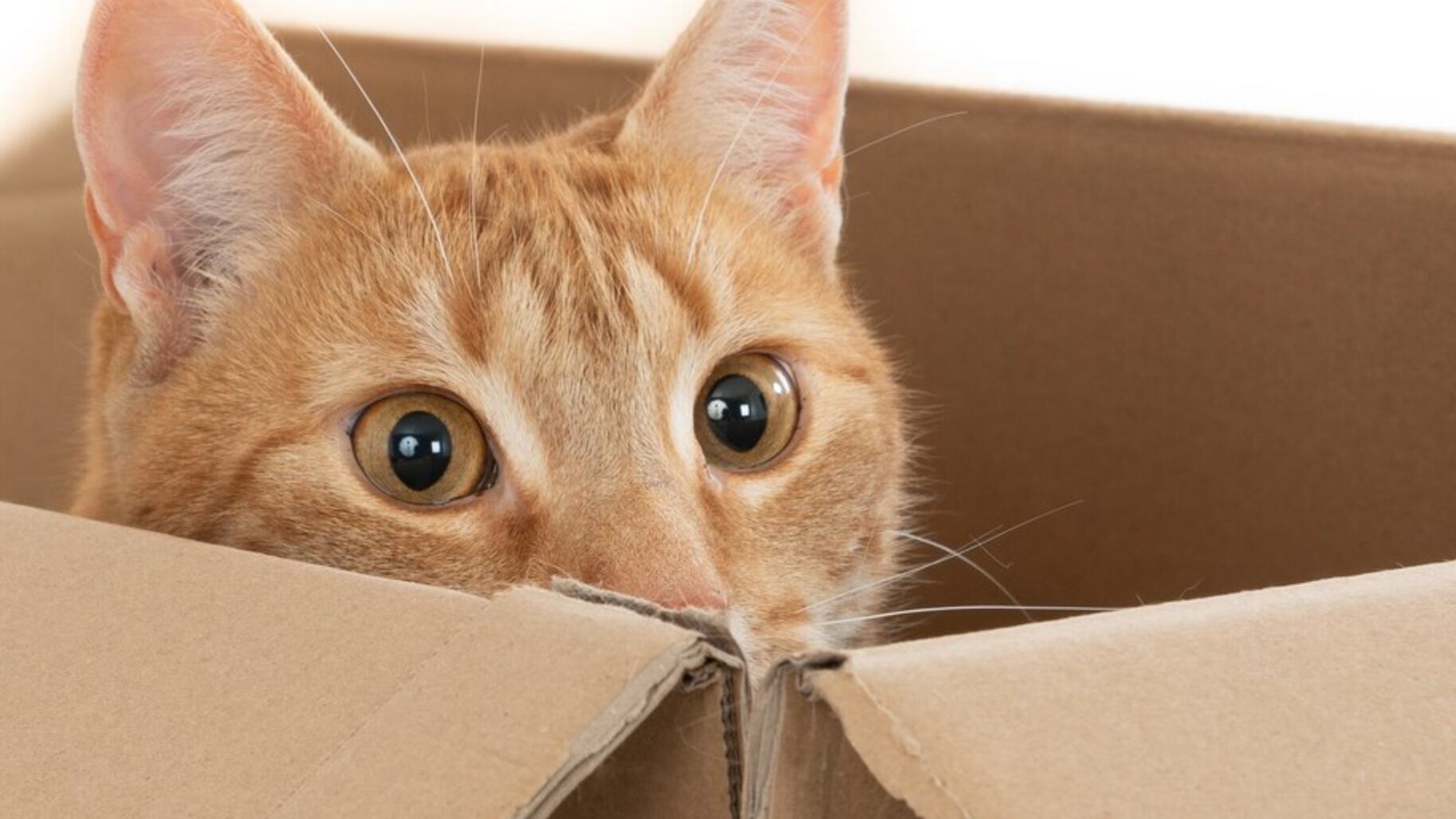 Son de las mascotas más adorables que puedes tener