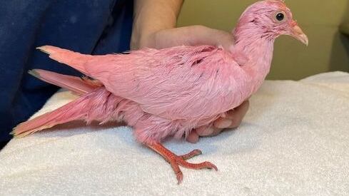 Paloma teñida de rosa es un caso de maltrato animal