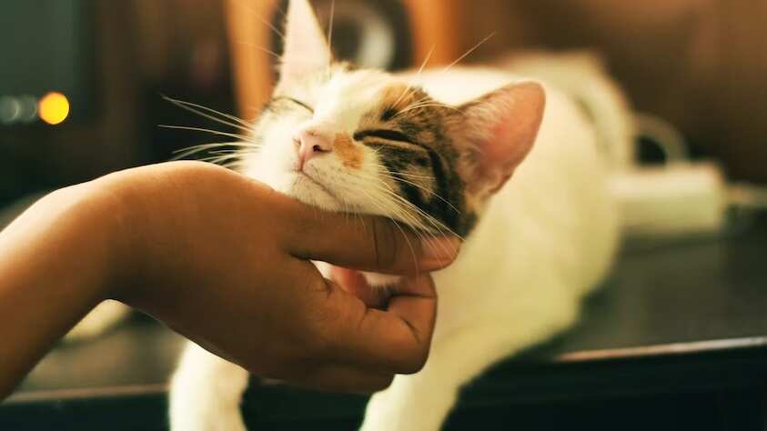 Son muy limpios y silenciosos