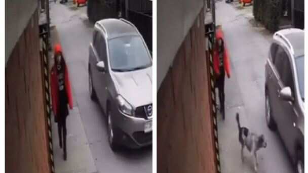 Son las mascotas más fieles