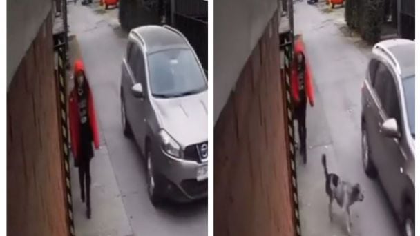 Son las mascotas más fieles