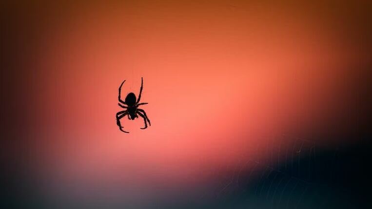 Fobia a las arañas y serpientes