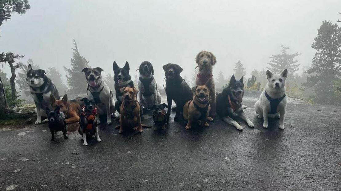 Pasajeros peludos | Foto: Cortesía