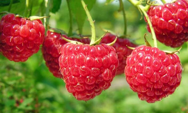 Las Frambuesas estan 100% recomendadas para la salud intestinal | Foto: Referencial